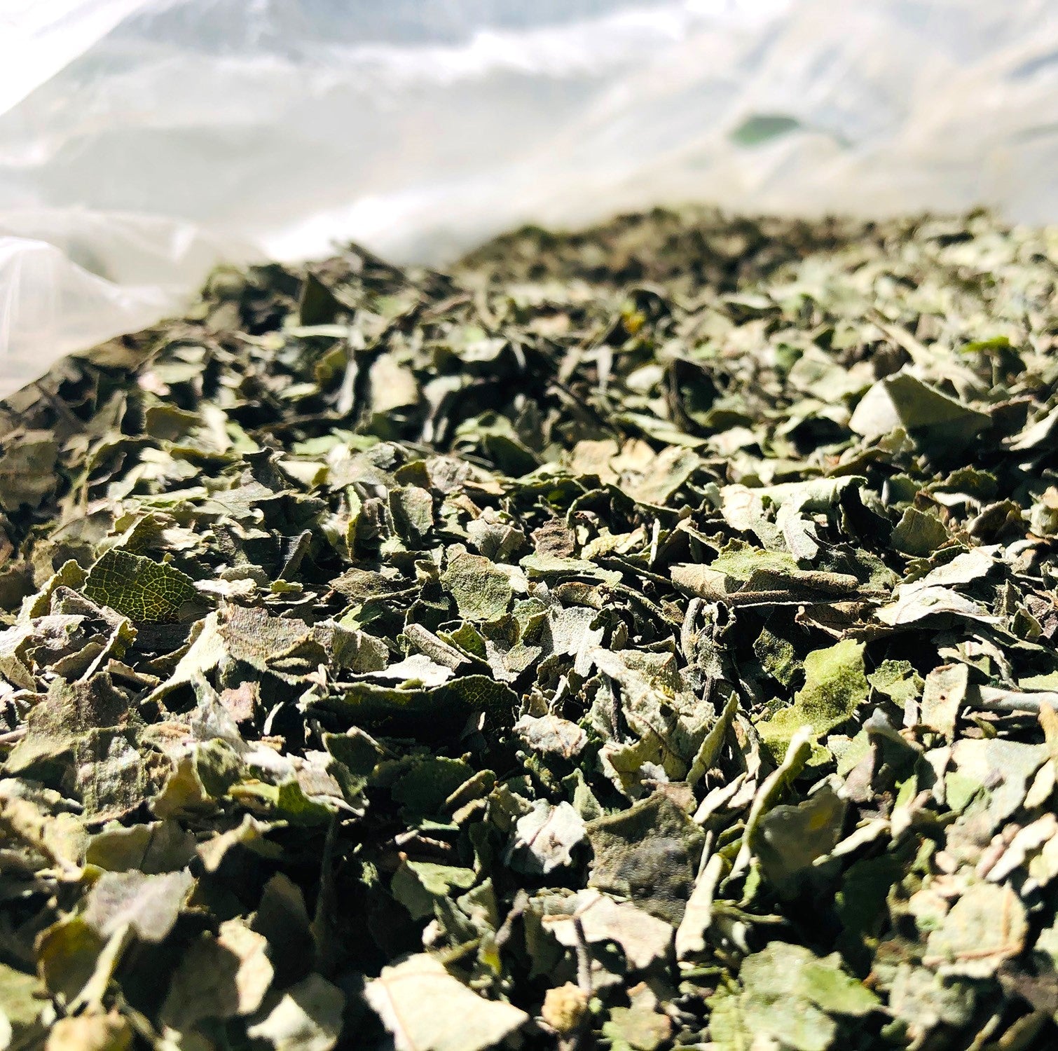 SquareMamaki-Leaves- SquareMamaki-Leaves-